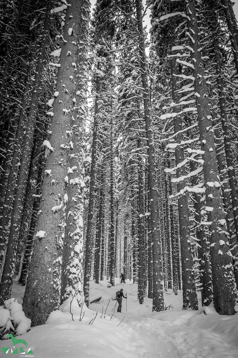 Wald im Schneekleid