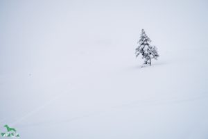 Einzelkämpfer am Weg zur Kleinarler Hütte