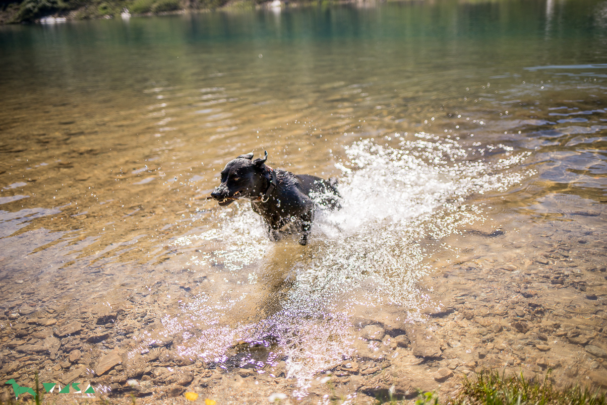 Hunde Badespaß am Tappenkarsee