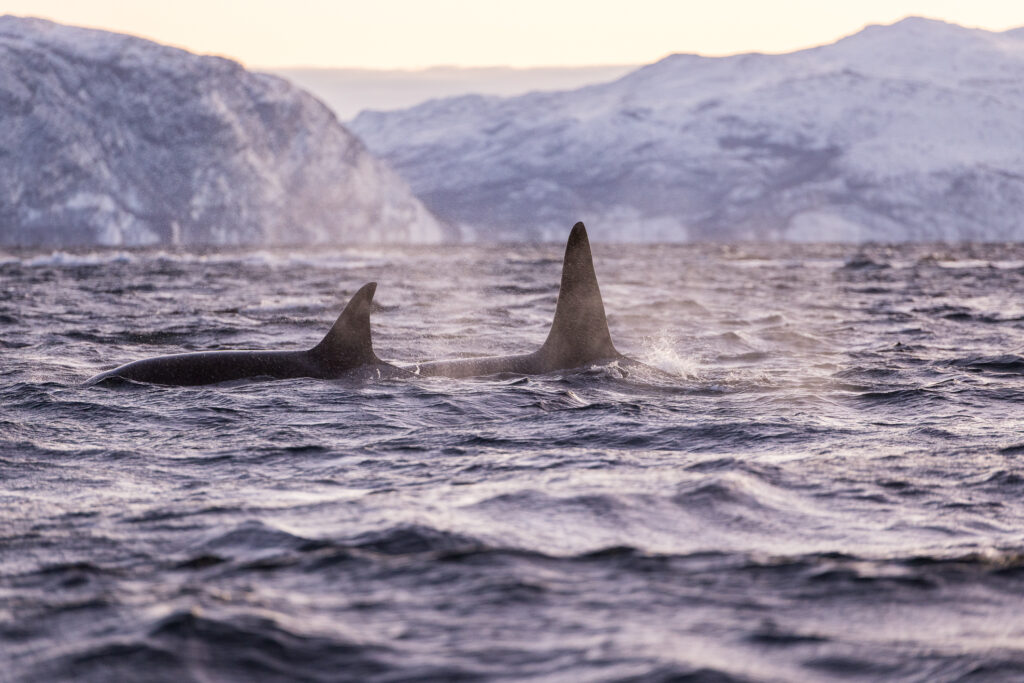 Bei dieser arktischen Orca Expedition treffen wir auf Orcas.